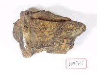 藏品(牛下牙床一段)的圖片